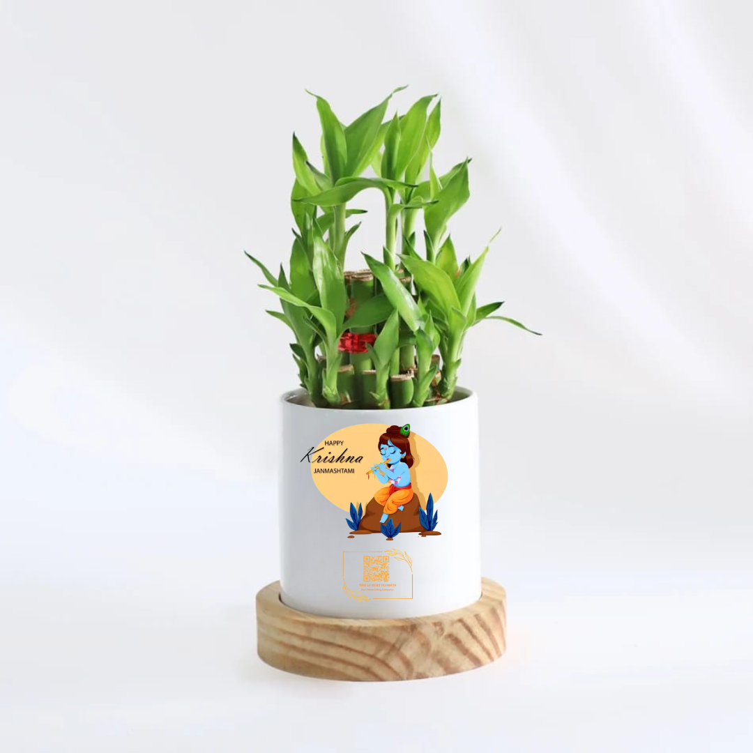 Lucky Bamboo Plant with Customized  Mug